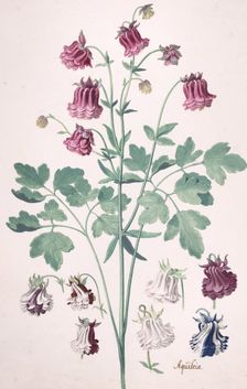 A Columbine or Granny's Bonnet..., with Additional Studies of Flowers, mid-17th-late 17th century. Creator: Pieter Holsteyn the Younger