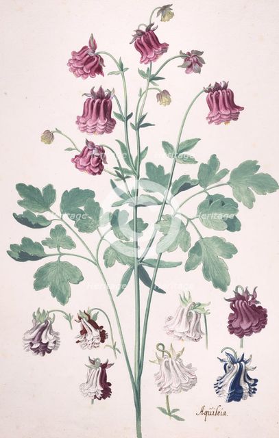 A Columbine or Granny's Bonnet..., with Additional Studies of Flowers, mid-17th-late 17th century. Creator: Pieter Holsteyn the Younger.