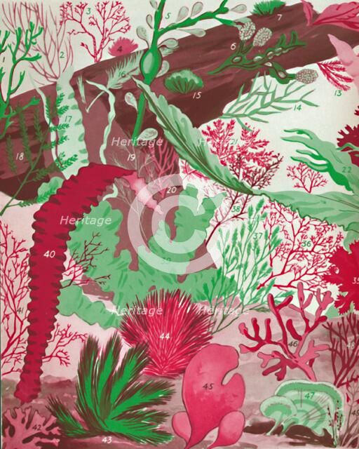 'A Collection of Over Fifty Species of Red, Green and Brown Seaweeds', 1935. Artist: Unknown.