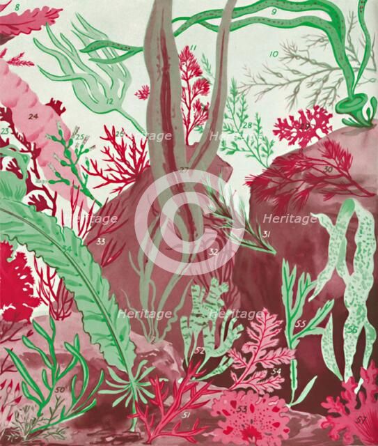 'A Collection of Over Fifty Species of Red, Green and Brown Seaweeds', 1935. Artist: Unknown.