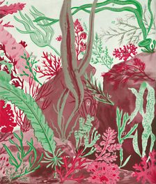 A Collection of Over Fifty Species of Red, Green and Brown Seaweeds 1935