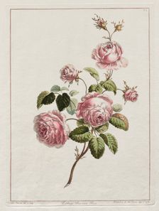 A Collection of Flowers Drawn after Nature - Cabbage Province Rose, 1801. Creator: John Edwards (British)
