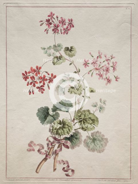 A Collection of Flowers Drawn from Nature: No. 6 - Scarlet and Variegated Geranium, 1801. Creator: John Edwards (British).