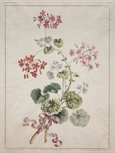 A Collection of Flowers Drawn from Nature: No. 6 - Scarlet and Variegated Geranium, 1801. Creator: John Edwards (British)
