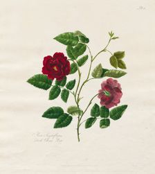 A Collection of Roses from Nature: Dark China Rose, 1799. Creator: Mary Lawrence (British)