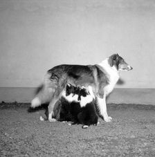 A collie with three suckling puppies, Sweden, 1954
