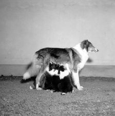 A collie with three suckling puppies, Sweden, 1954. Creator: Unknown