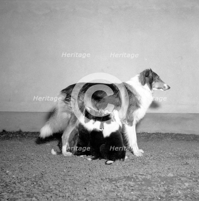 A collie with three suckling puppies, Sweden, 1954. Creator: Unknown.