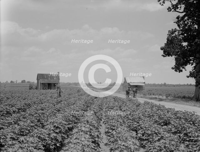 A cotton patch in the Delta area in Mississippi, 1937. Creator: Dorothea Lange.