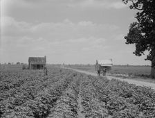 A cotton patch in the Delta area in Mississippi, 1937. Creator: Dorothea Lange
