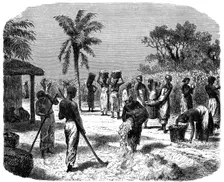A cotton plantation, c1880