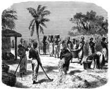 A cotton plantation, c1880