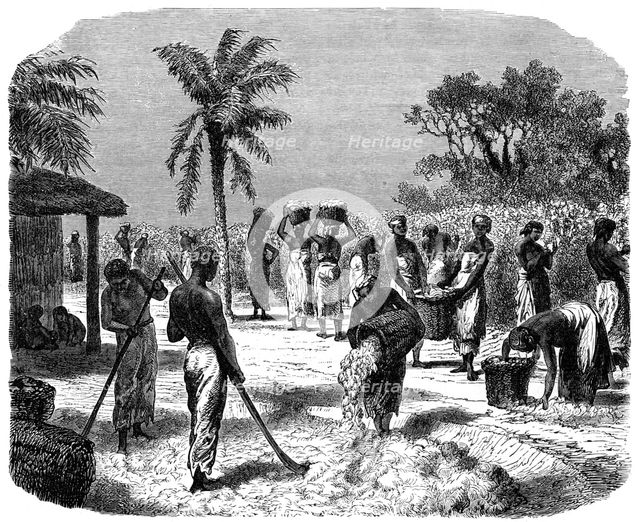 A cotton plantation, c1880. Artist: Unknown