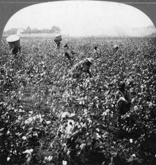 A cotton plantation, Rome, Georgia, USA, 1898.Artist: BL Singley