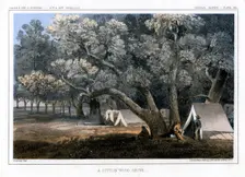 A Cotton Wood Grove 1856. Artist: John Mix Stanley