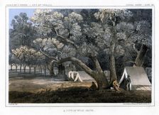 A Cotton Wood Grove 1856. Artist: John Mix Stanley