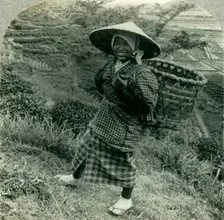 A Country Girl among the Famous Tea Fields of Shizuoka, Japan c1930s. Creator: Unknown