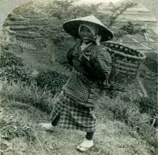 A Country Girl among the Famous Tea Fields of Shizuoka, Japan c1930s. Creator: Unknown