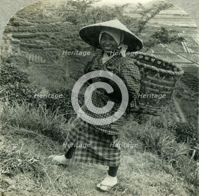 'A Country Girl among the Famous Tea Fields of Shizuoka, Japan', c1930s. Creator: Unknown.