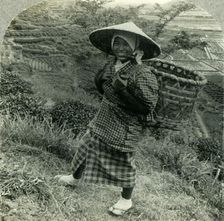A Country Girl among the Famous Tea Fields of Shizuoka, Japan c1930s. Creator: Unknown