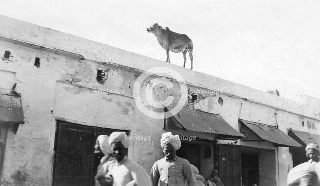 A cow on the roof of a building, Nowshera, India, 1916-1917. Artist: Unknown