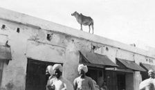 A cow on the roof of a building, Nowshera, India, 1916-1917