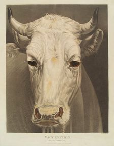 A cow named "Vaccination", 1810. Creator: Matthew Dubourg