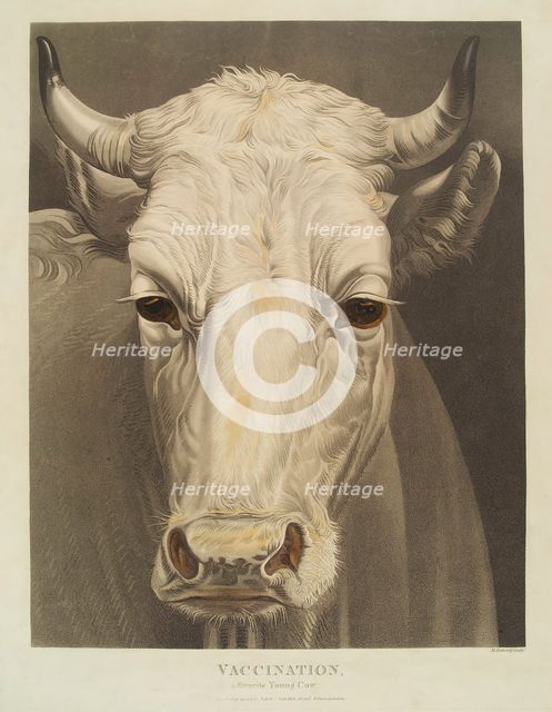 A cow named "Vaccination", 1810. Creator: Matthew Dubourg.