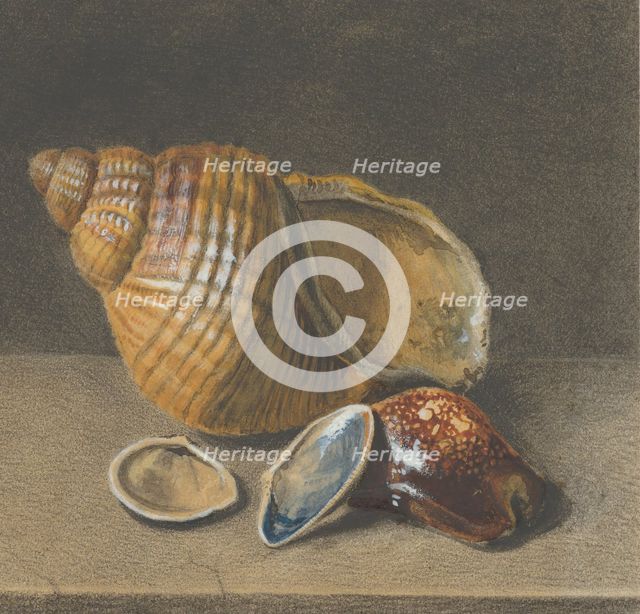 A Cowrie, and a Larger and Two Smaller Shells, late 17th-mid 18th century. Creator: Anon.