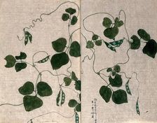 A climbing leguminous plant: leafy stem with pods. Creator: Unknown