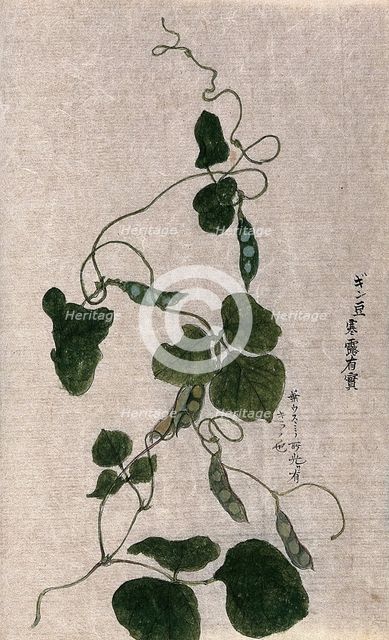 A climbing plant, possibly in the Cucurbitaceae family: flowering stem. Creator: Unknown.