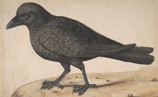 A Crow. Creator: Anon