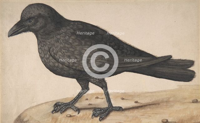 A Crow. Creator: Anon.