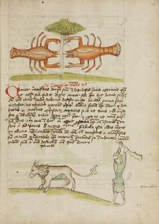 A Crab and Its Mother: A Man Hitting a Donkey; Fables, third quarter of 15th century. Creator: Unknown