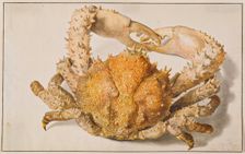 A Crab, early-mid 18th century. Creator: Jan van Huysum