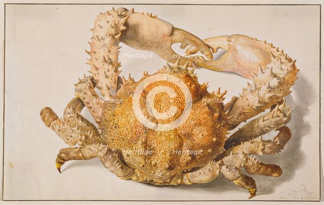 A Crab, early-mid 18th century. Creator: Jan van Huysum.