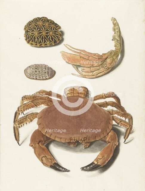A crab, pincers, and two turtle shells, 1726-1779. Creator: Johann Gustav Hoch.