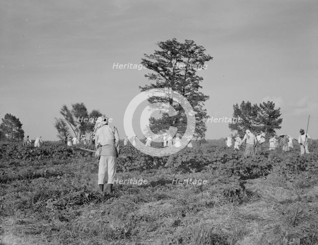 A crew of 200 hoers were brought to the Aldridge Plantation to hoe cotton at a dollar a day, 1937. Creator: Dorothea Lange.