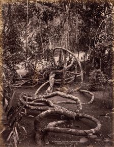 A Creeper in the Peradeniya Gardens, Ceylon, c. 1880. Creator: Scowen & Co. (British, active Ceylon, 1876-1895)