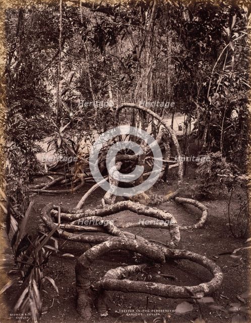 A Creeper in the Peradeniya Gardens, Ceylon, c. 1880. Creator: Scowen & Co. (British, active Ceylon, 1876-1895).