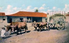 A Cuban ox team, early 20th century.Artist: Harris Bros & Co