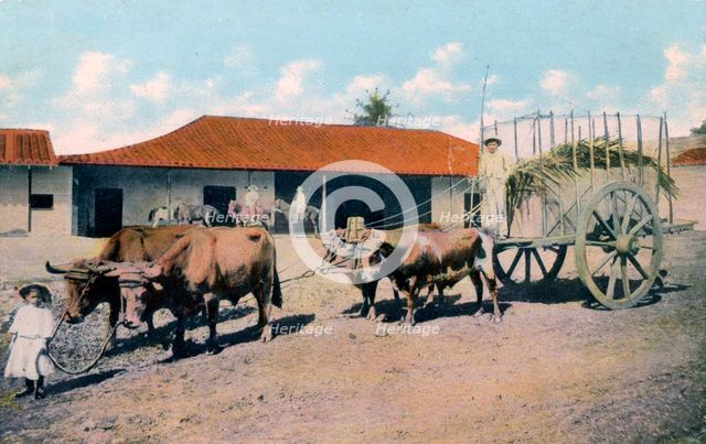 A Cuban ox team, early 20th century.Artist: Harris Bros & Co.