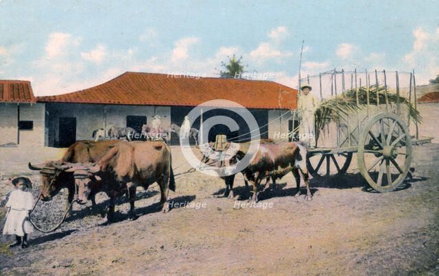 A Cuban ox team, early 20th century.Artist: Harris Bros & Co.