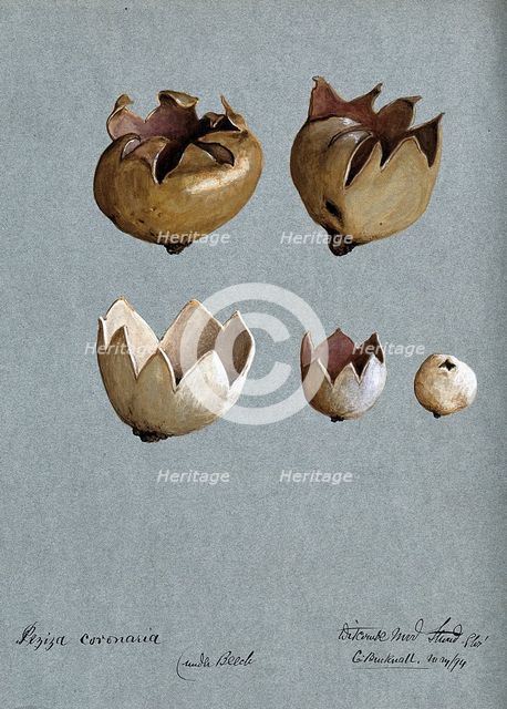 A cup fungus (Peziza species): five fruiting bodies, 1894. Creator: C Bucknall.