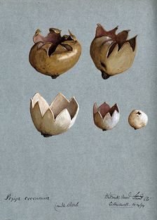 A cup fungus (Peziza species): five fruiting bodies, 1894. Creator: C Bucknall