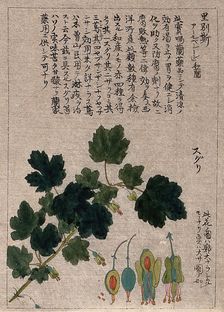 A currant plant (Ribes species): flowering stem with floral segments. Creator: Unknown