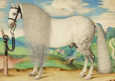 A Dappled Gray Stallion Tethered in a Landscape, about 1584-1587. Creator: Unknown