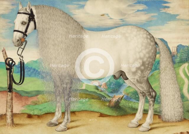 A Dappled Gray Stallion Tethered in a Landscape, about 1584-1587. Creator: Unknown.