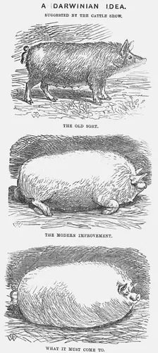 A Darwinian Idea 1865. Creator: TW Woods