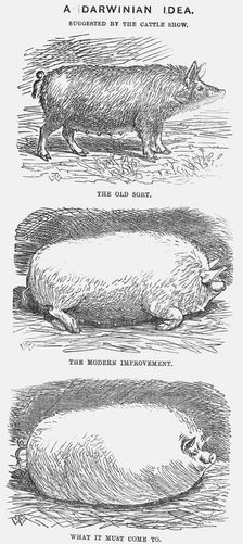 A Darwinian Idea 1865. Creator: TW Woods